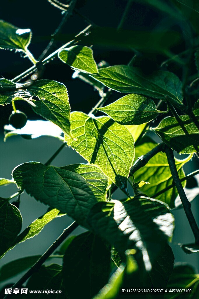 陽光下的翠綠葉片