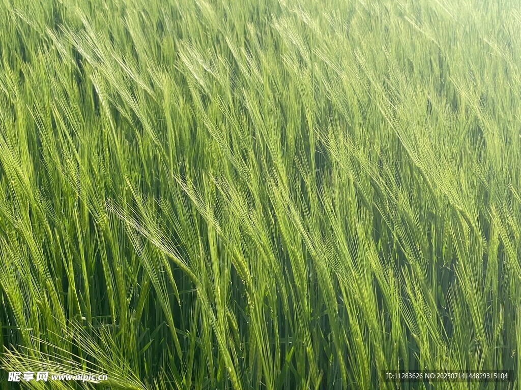 翠綠麥田