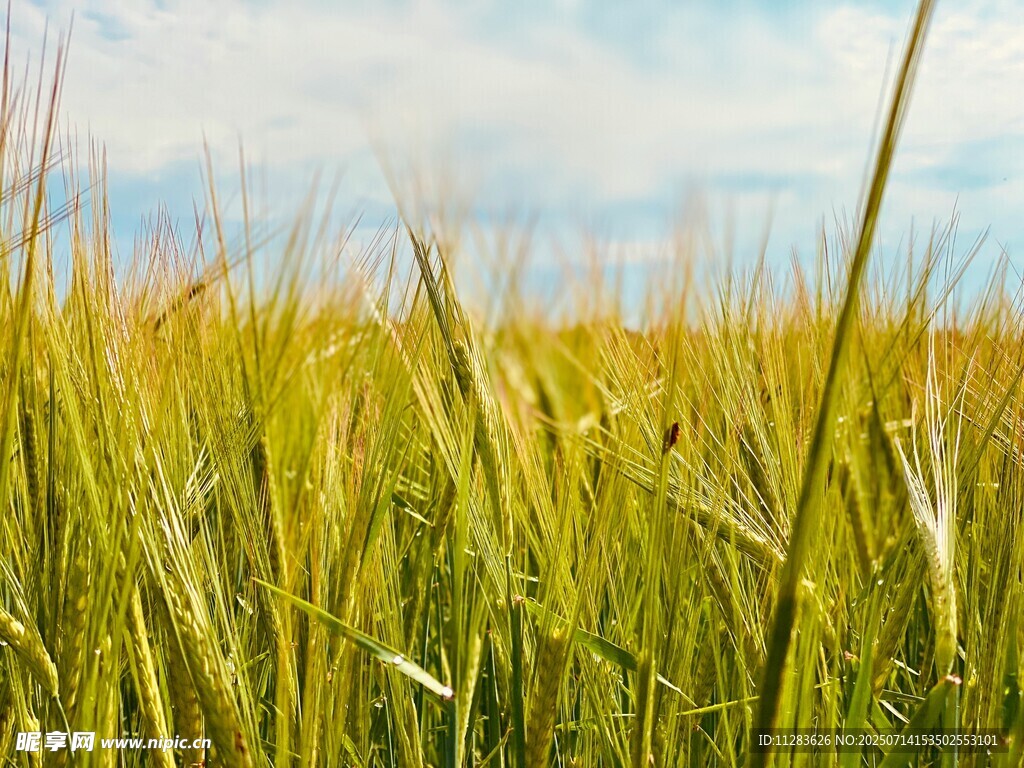 金黃麥田