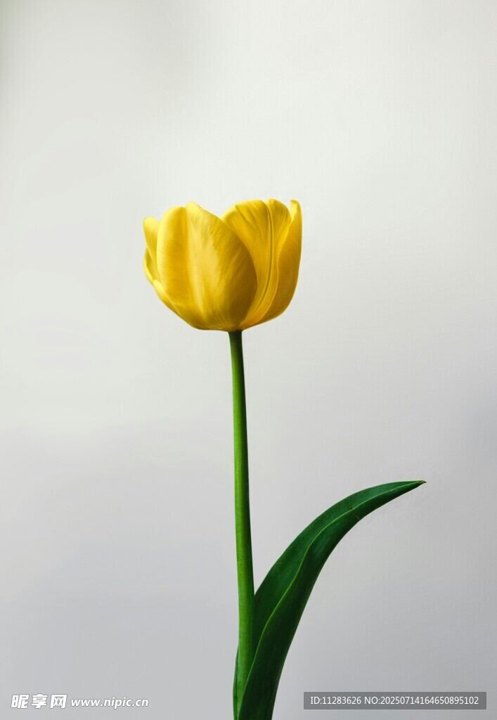 單枝黃色郁金香特寫(xiě)