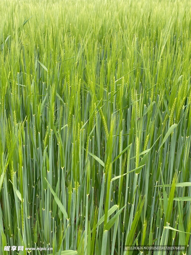翠綠麥田