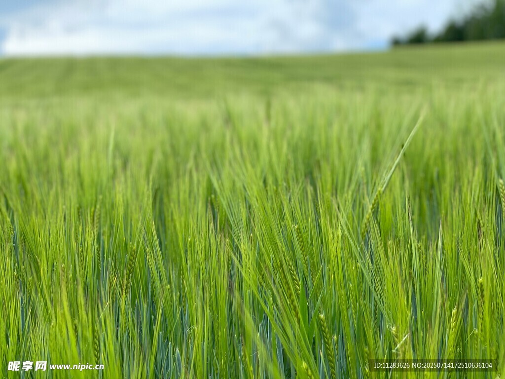 翠綠麥田