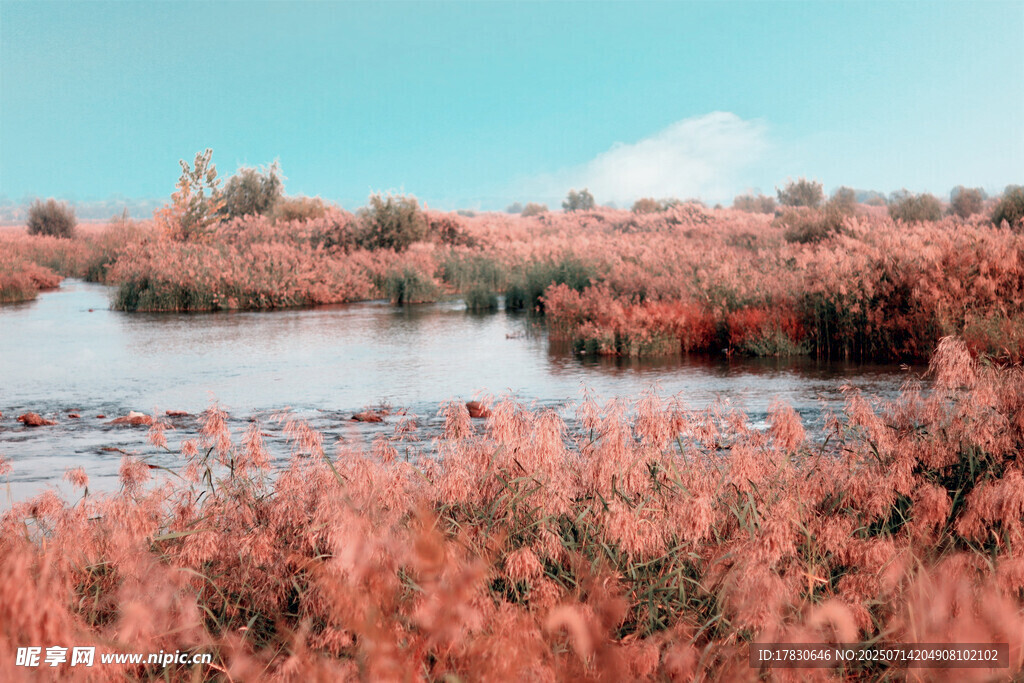 秋日河畔紅草美景
