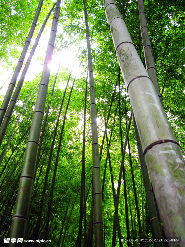 陽(yáng)光灑落的靜謐竹林