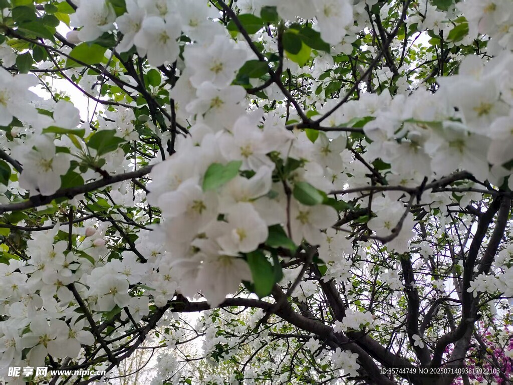 滿樹(shù)繁花的美麗白色花朵