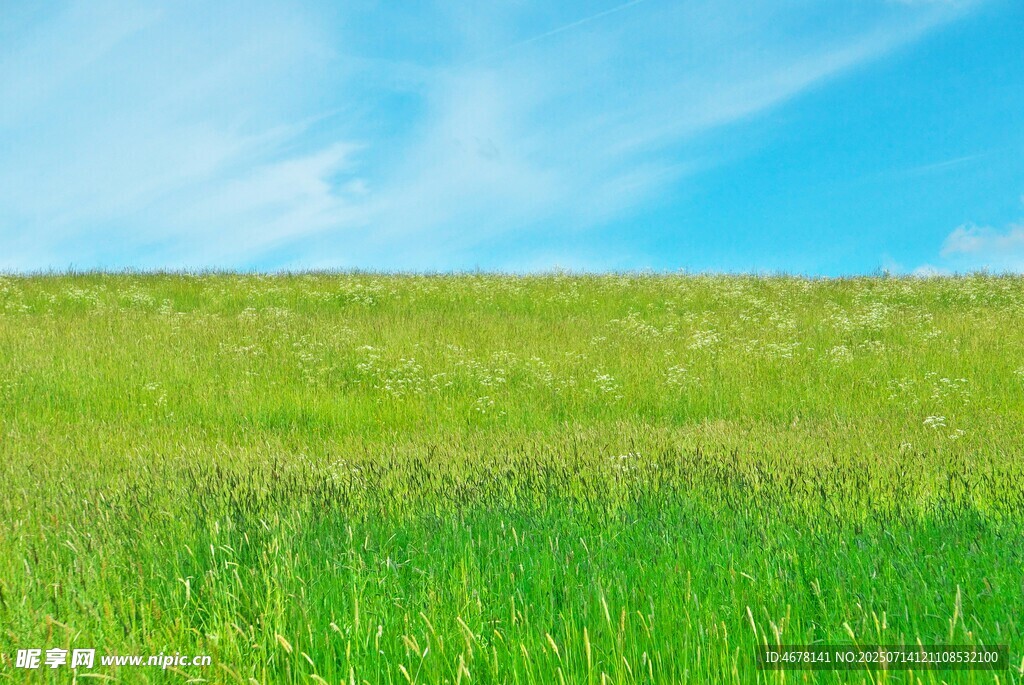 翠綠草地與藍天美景