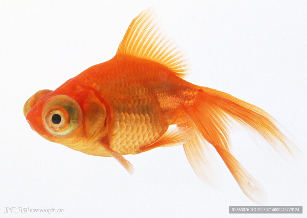 橙紅色金魚特寫