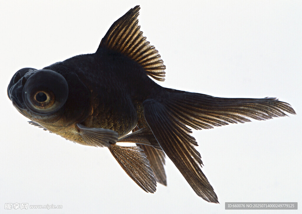 黑金魚(yú)特寫(xiě)
