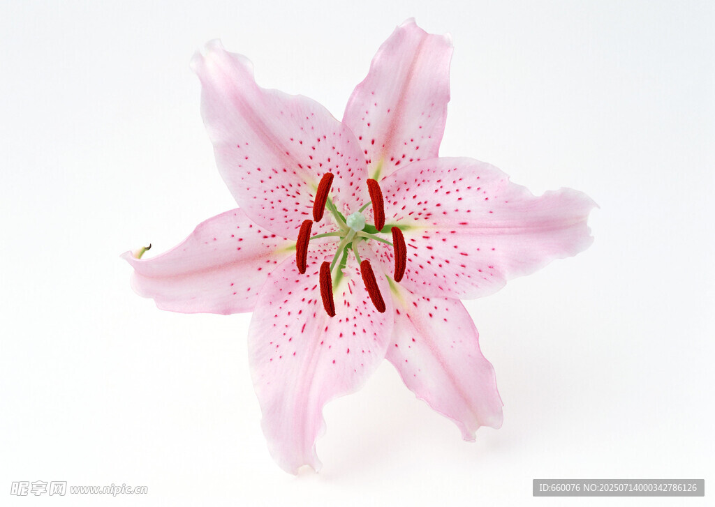 粉色斑點(diǎn)百合花特寫