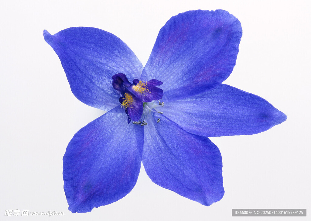 藍(lán)色美麗單朵花