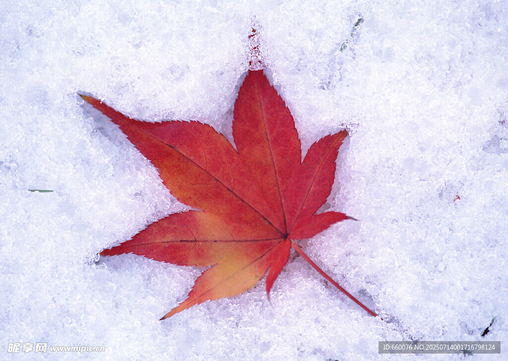 雪地上的紅楓葉