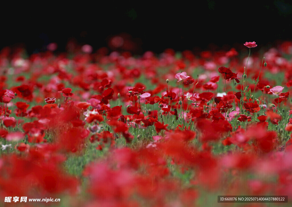 紅色花海 