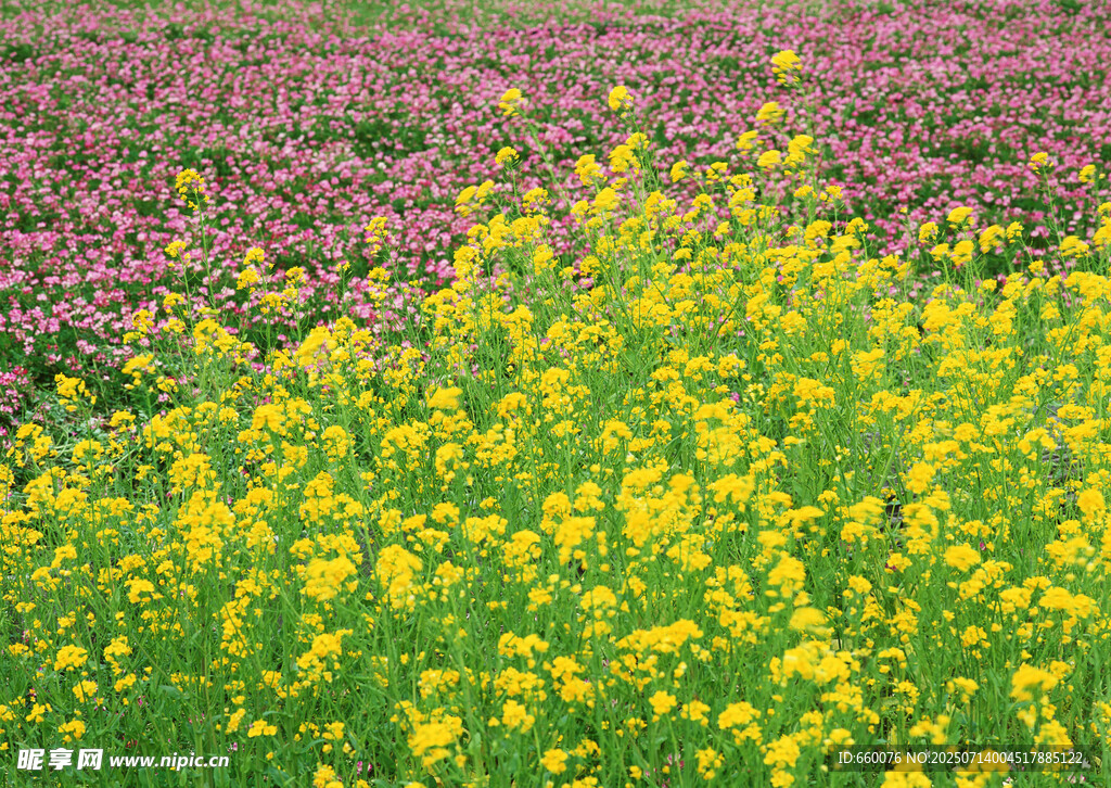 多彩花田綻放絢麗美景