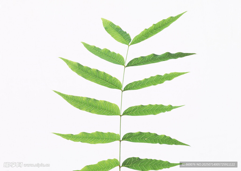 翠綠葉片 清新自然之美