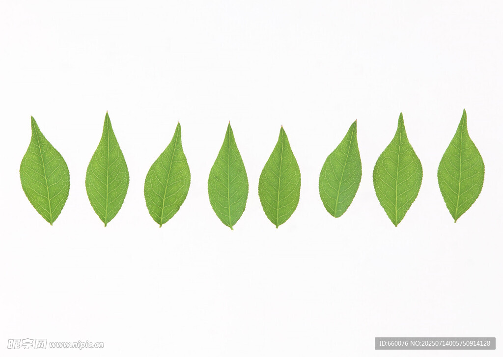 一排綠色葉片圖案