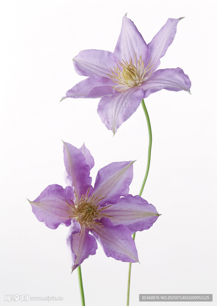 紫色耬斗菜花特寫
