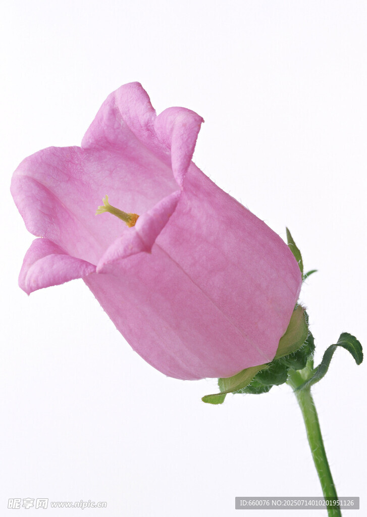 粉色風(fēng)鈴花特寫(xiě)