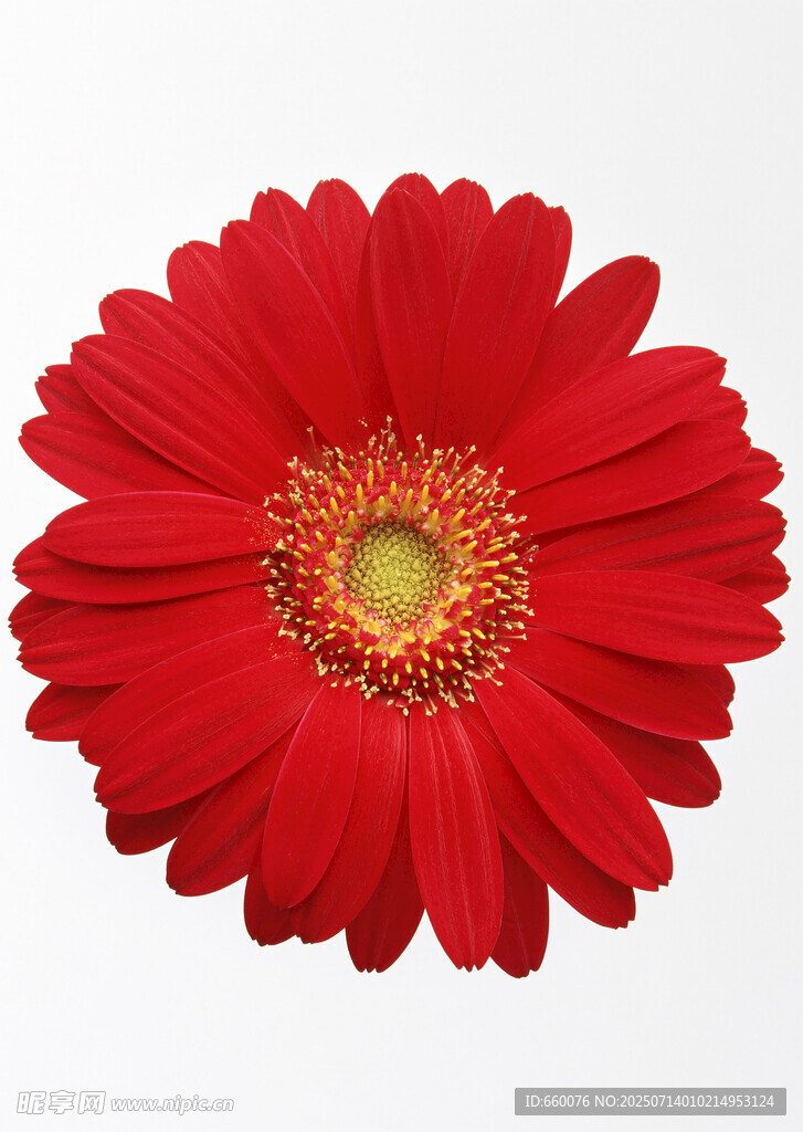 鮮艷紅非洲菊特寫(xiě)