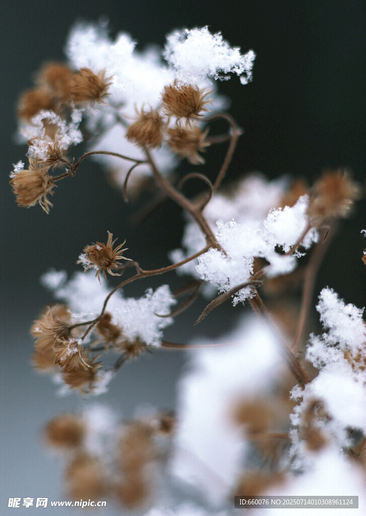 覆雪植物特寫