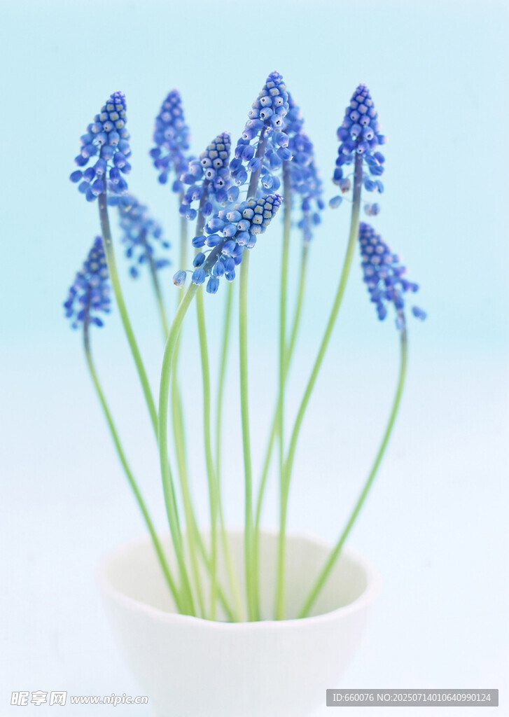 白色花瓶中的藍(lán)色風(fēng)信子