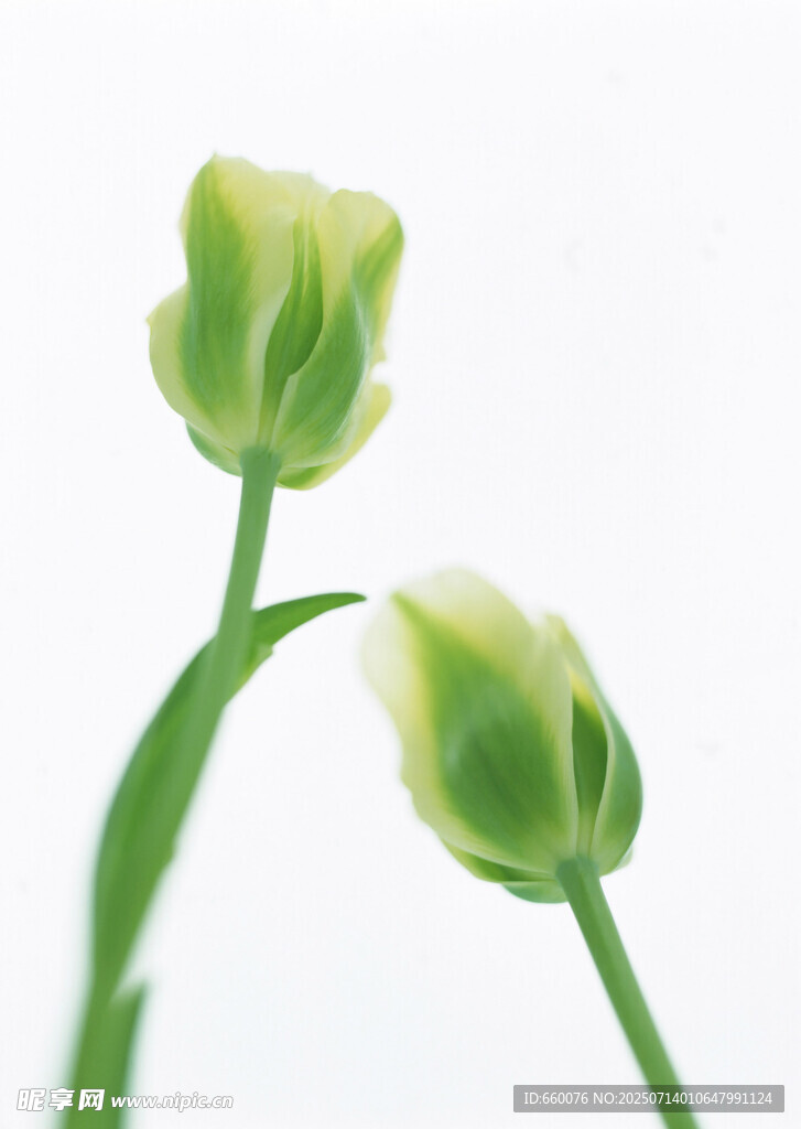 嫩綠郁金香花苞特寫