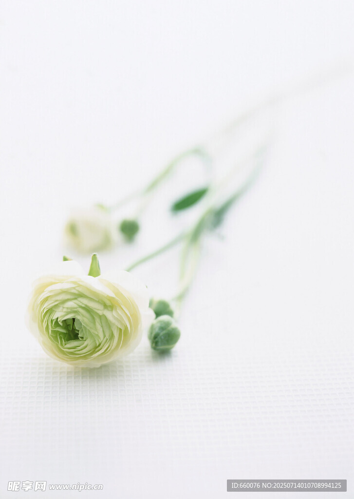 清新綠毛茛花束特寫