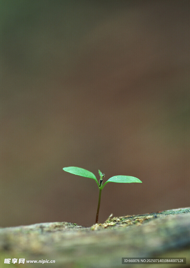 嫩綠樹葉沐浴于藍天之下