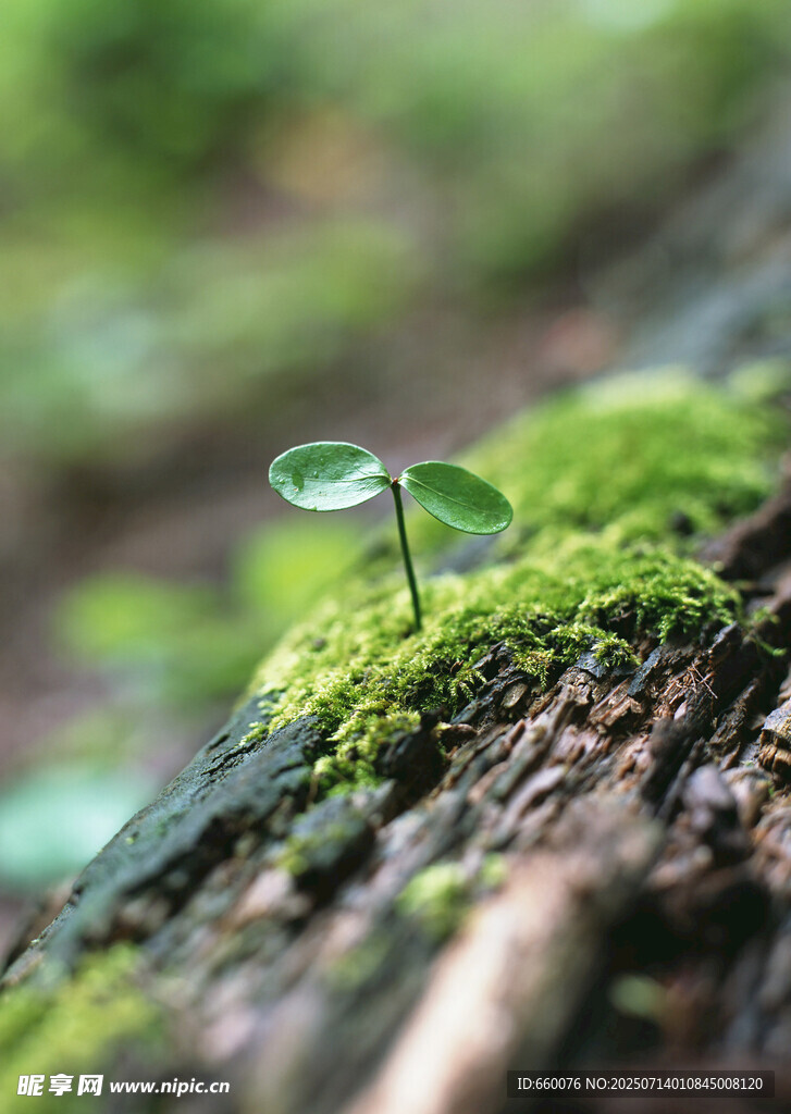 綠葉上晶瑩的水珠