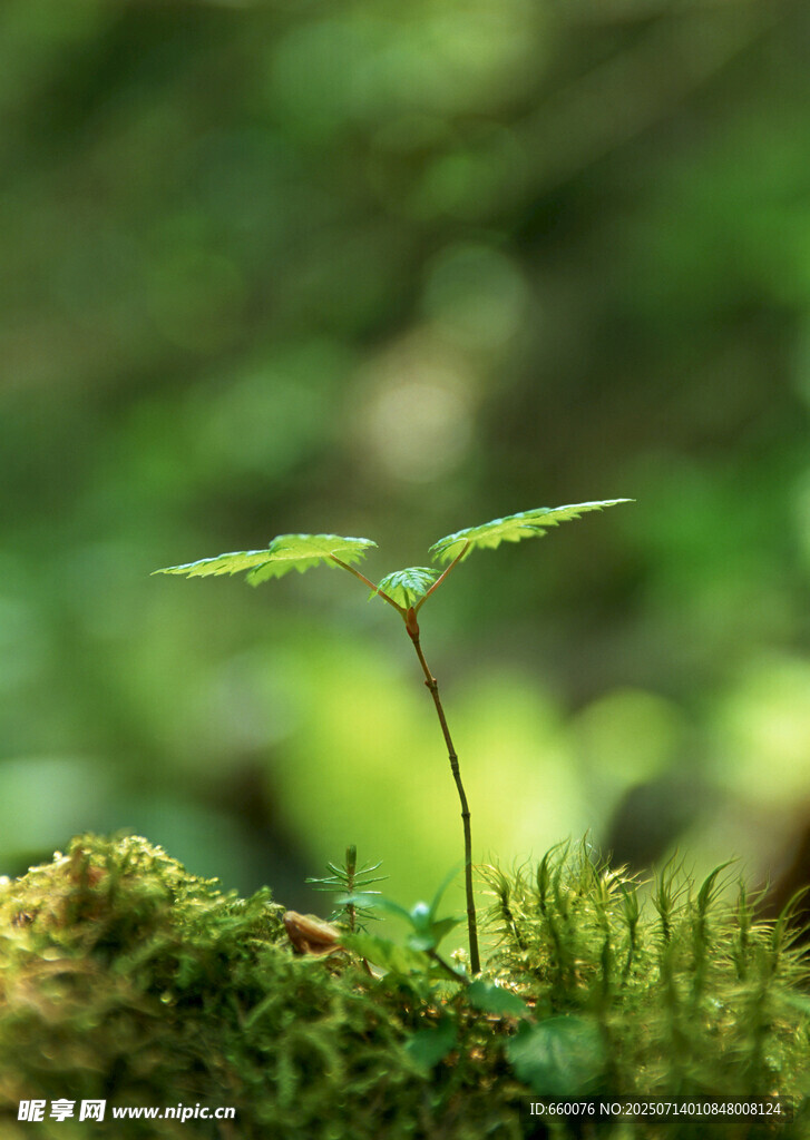 綠葉上的晶瑩水珠