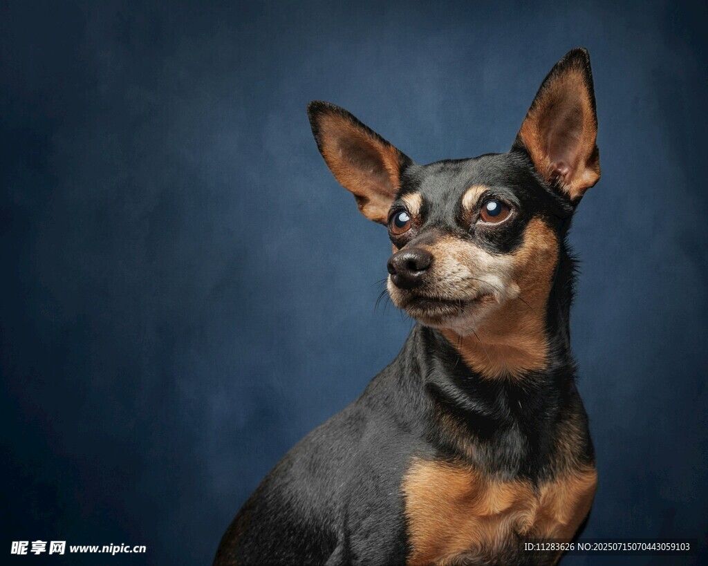 可愛迷你杜賓犬肖像