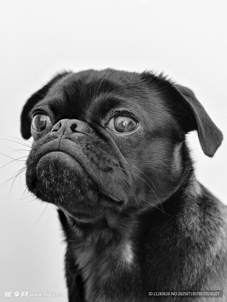憂郁八哥犬