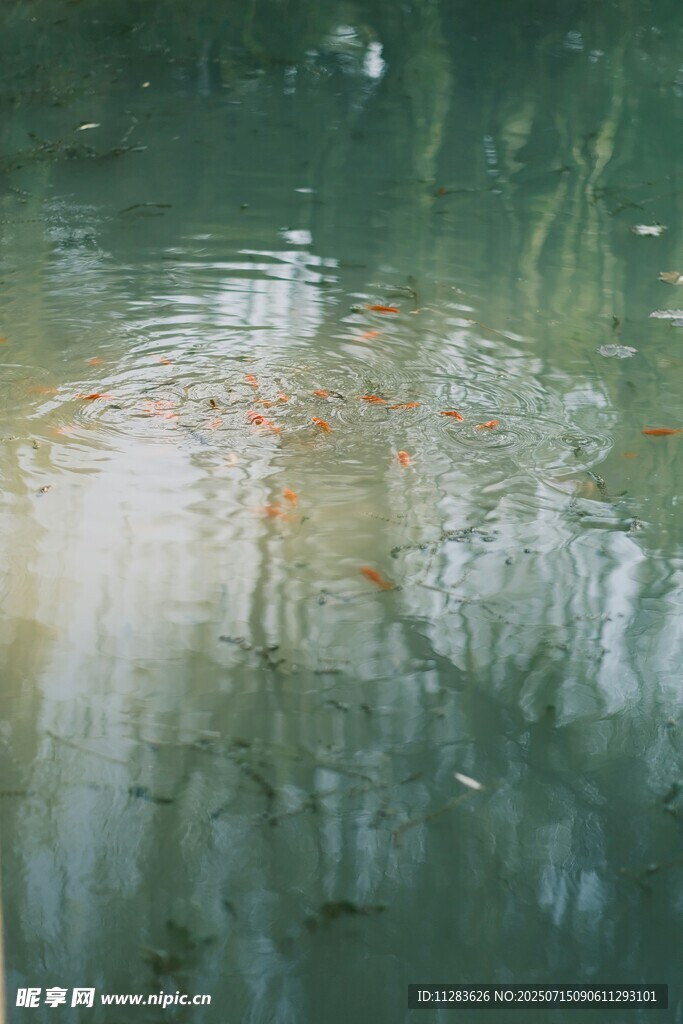 水面倒影中的樹木景象