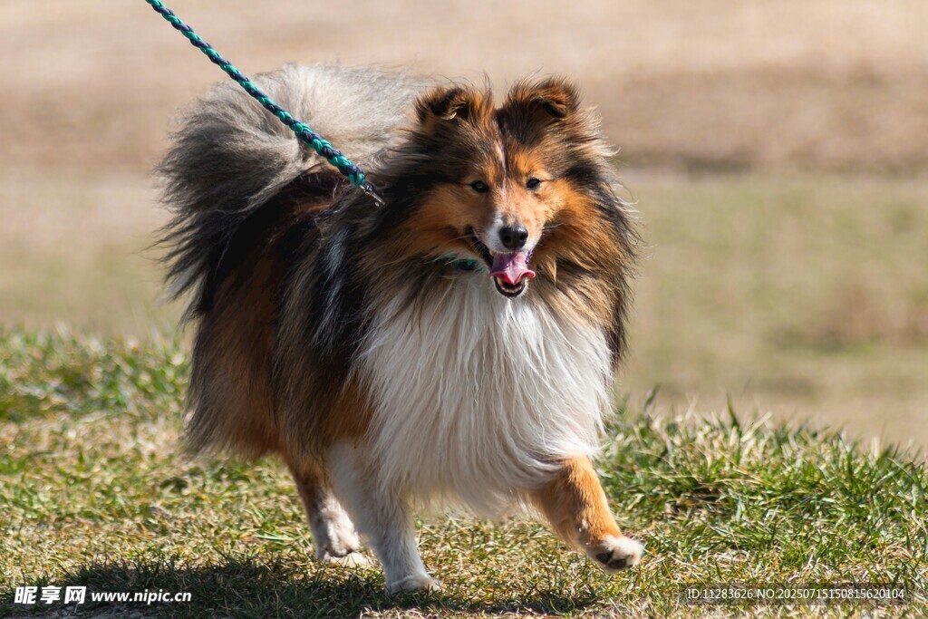 草地上歡快奔跑的牧羊犬
