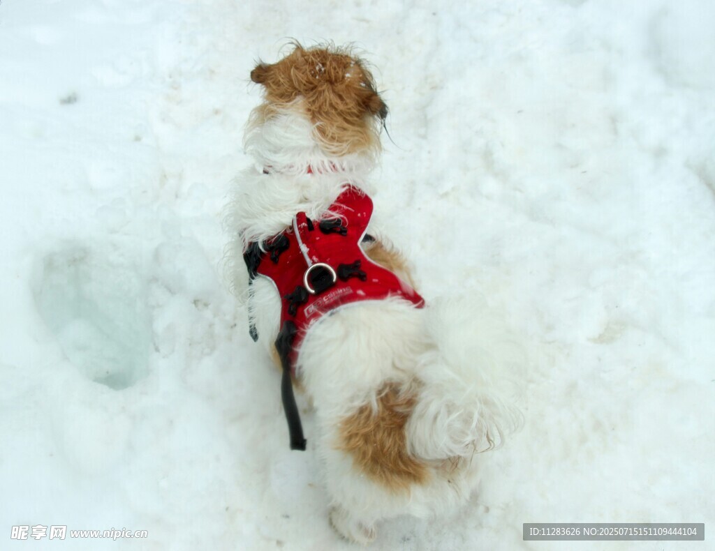 雪地中穿紅衣的可愛小狗