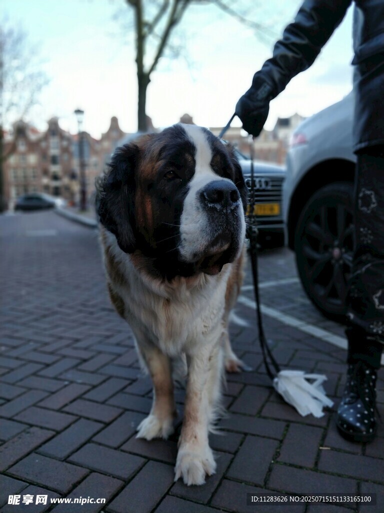圣伯納犬街頭被人牽著