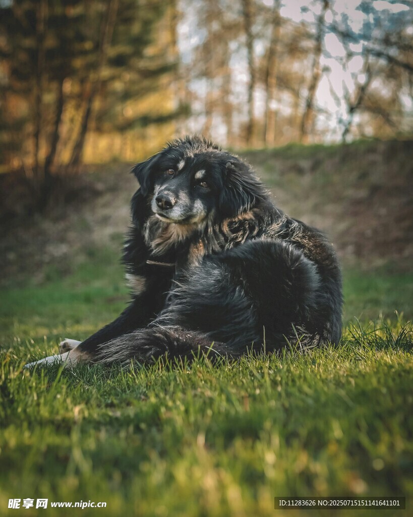 草地上休憩的長毛狗狗