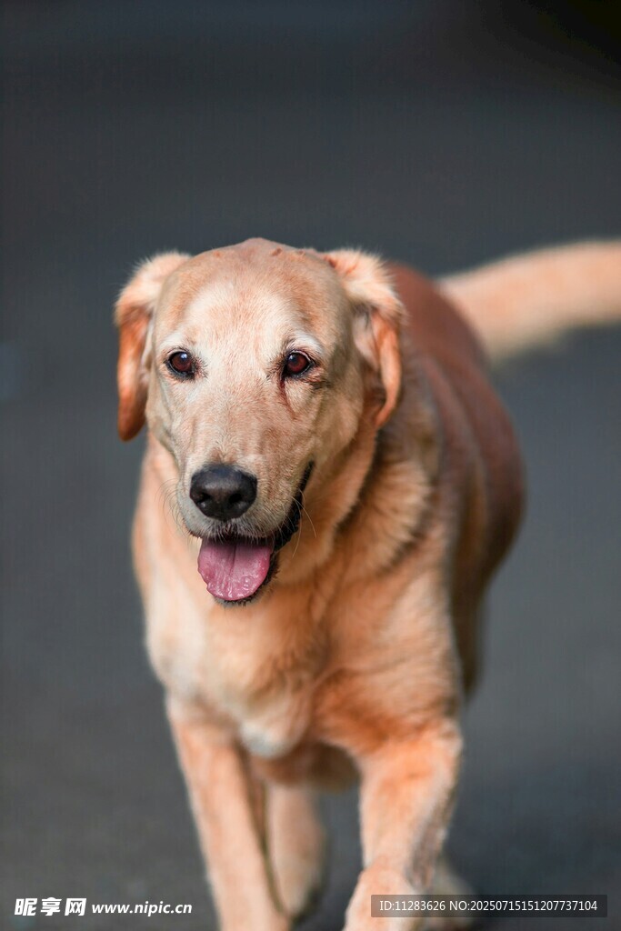 快樂(lè)奔跑的金毛犬