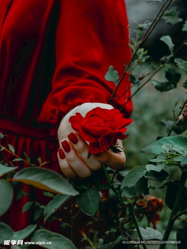 紅衣手觸紅玫瑰