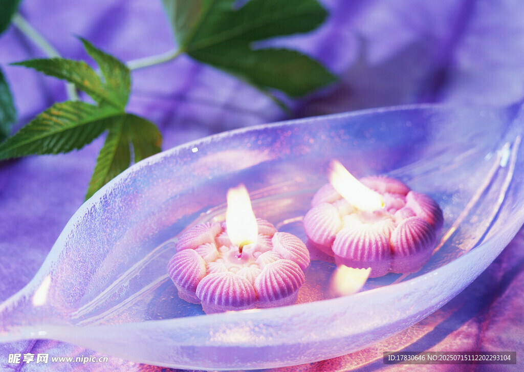 紫色背景中的蠟燭花朵