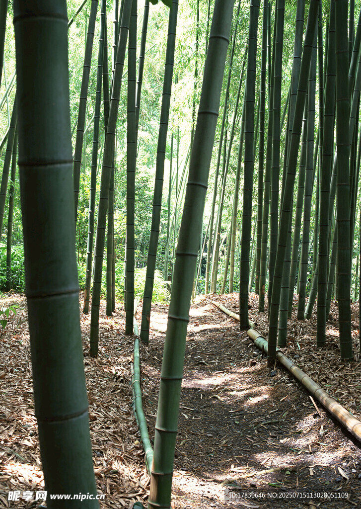 竹林小徑