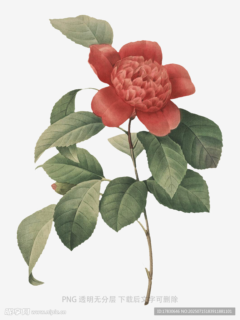復(fù)古風(fēng)紅色山茶花插畫
