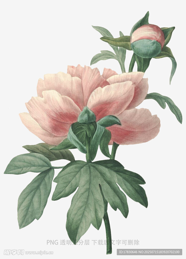 粉色芍藥花卉插畫