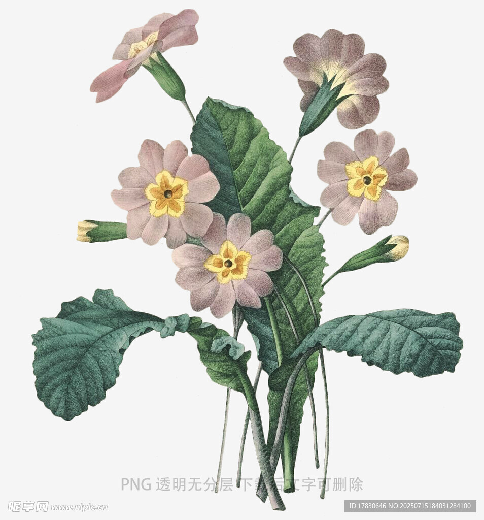 復(fù)古風(fēng)報春花插畫