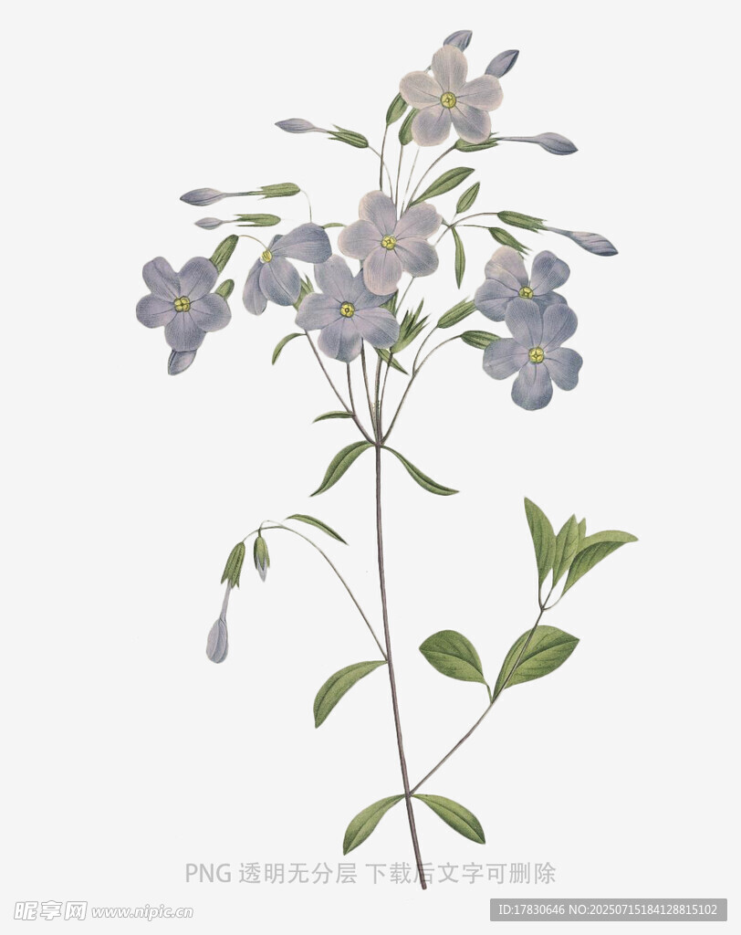 淡紫色小花植物插畫