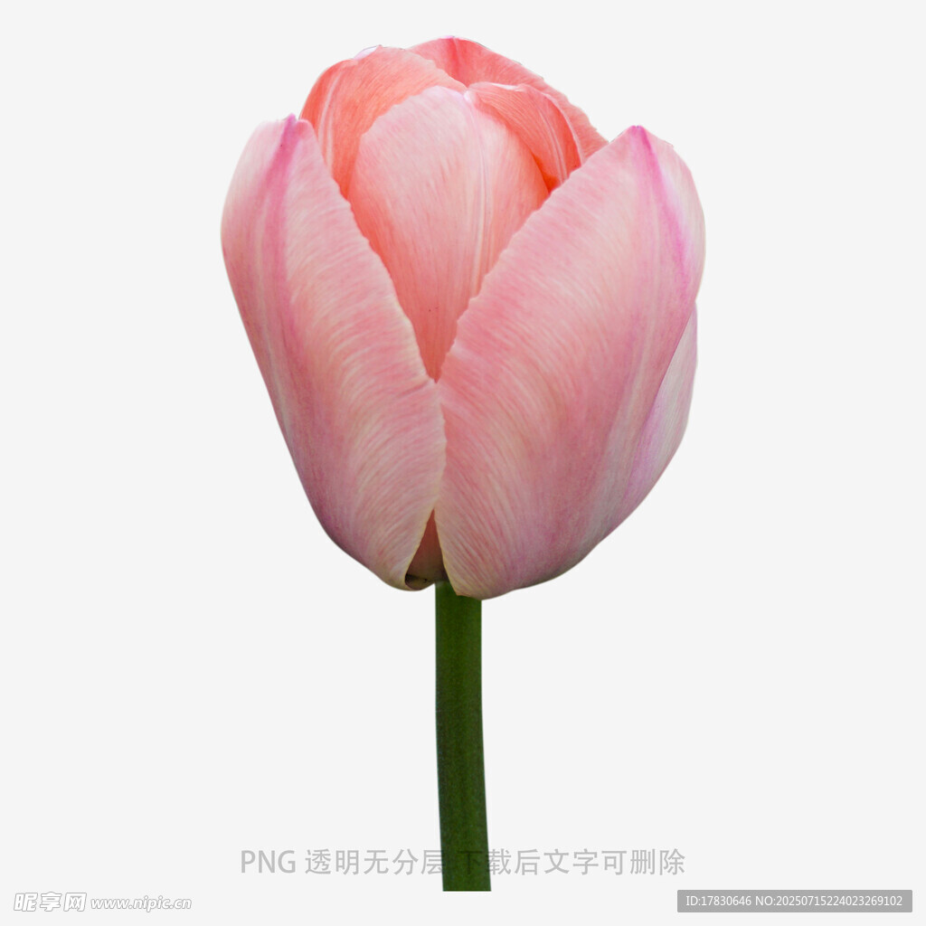 粉色郁金香特寫