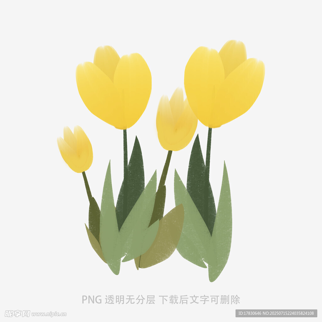 黃色郁金香插畫