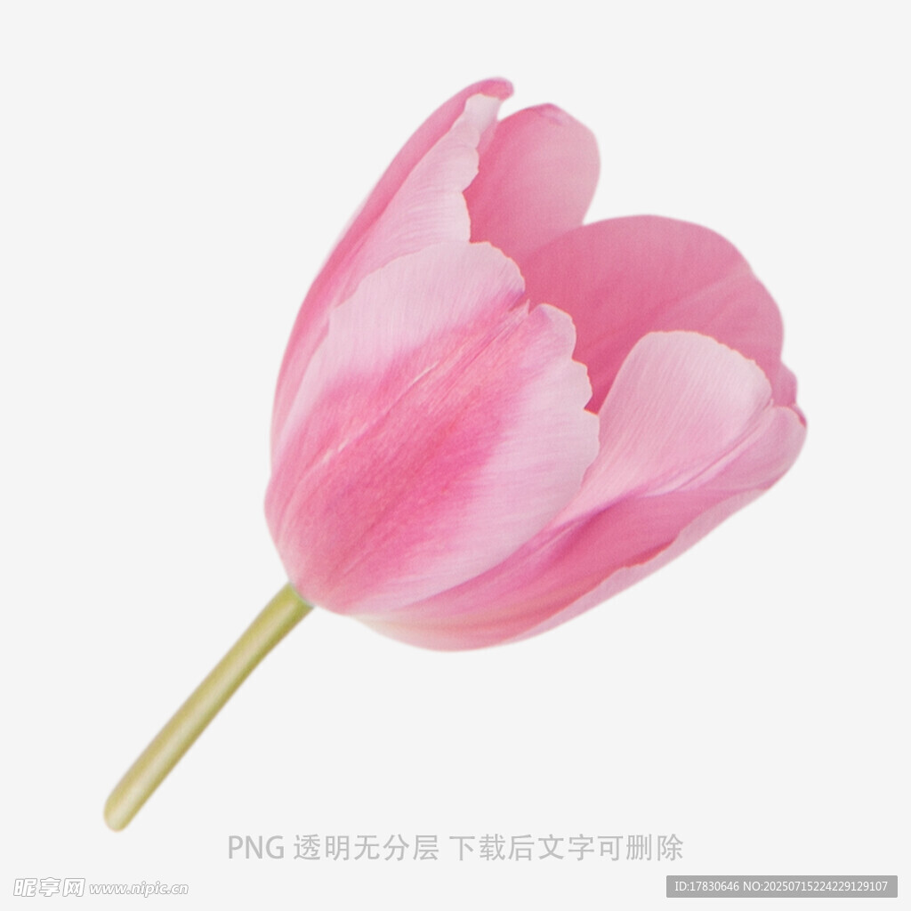 粉色郁金香特寫