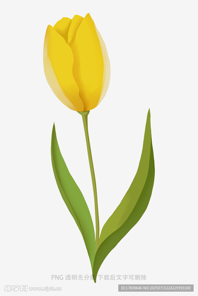 黃色郁金香插畫