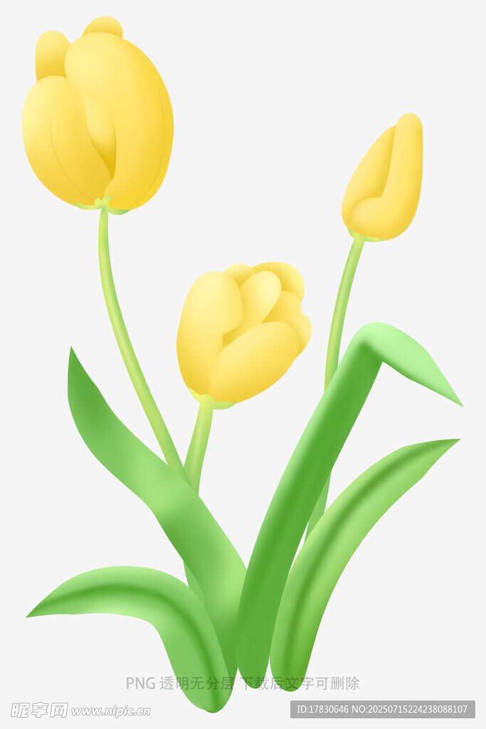 黃色郁金香插畫