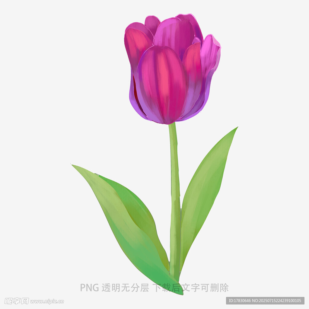 紫色郁金香插畫